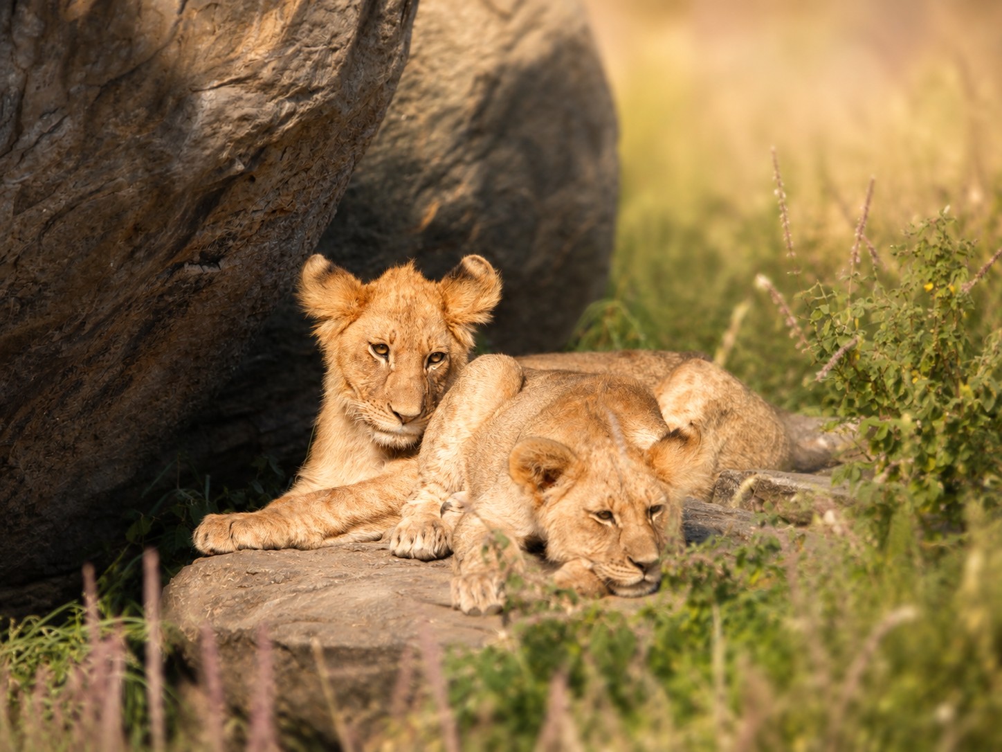 Pride of lions resting on a kopje in the Serengeti at golden hour