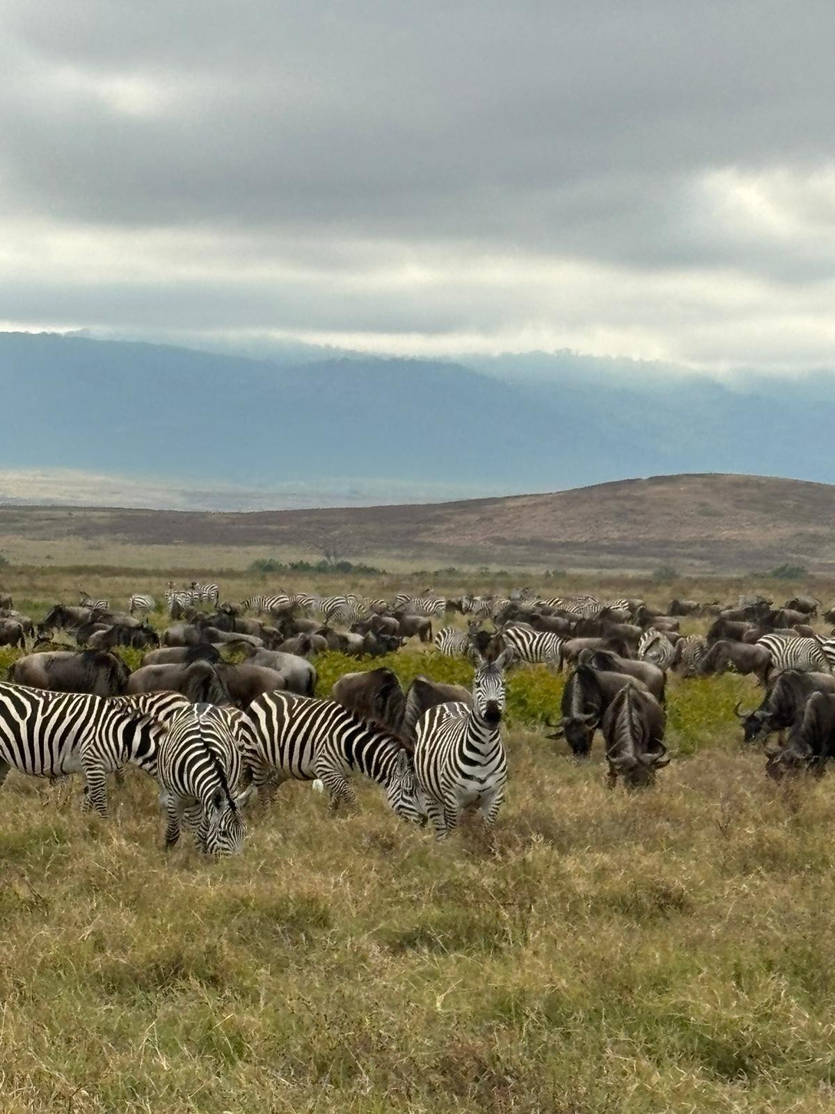 A group of zebras in the Ngorongoro crater