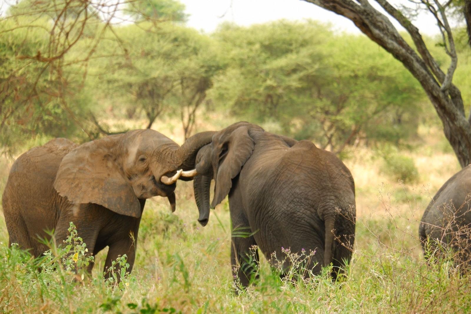 Two African elephants hugging in Tarangire