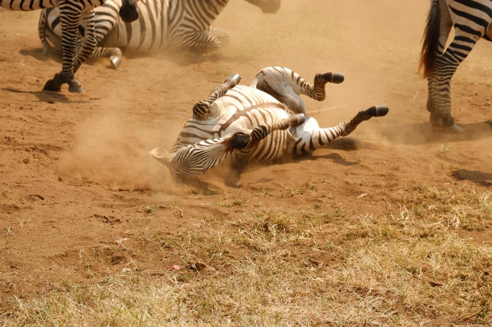 One zebra rolling on the ground in Serengeti