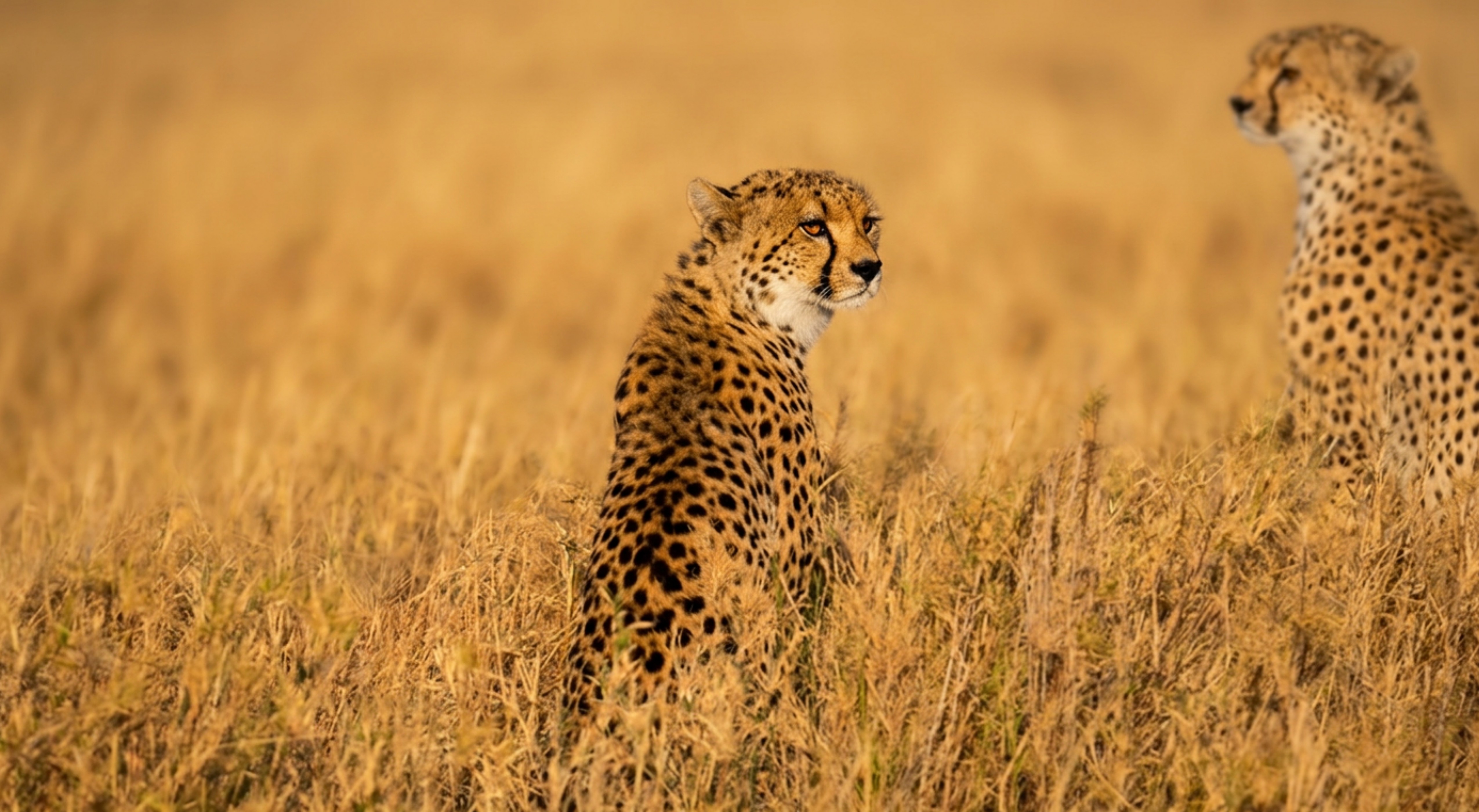 Safari vehicle in golden Serengeti grass at sunrise