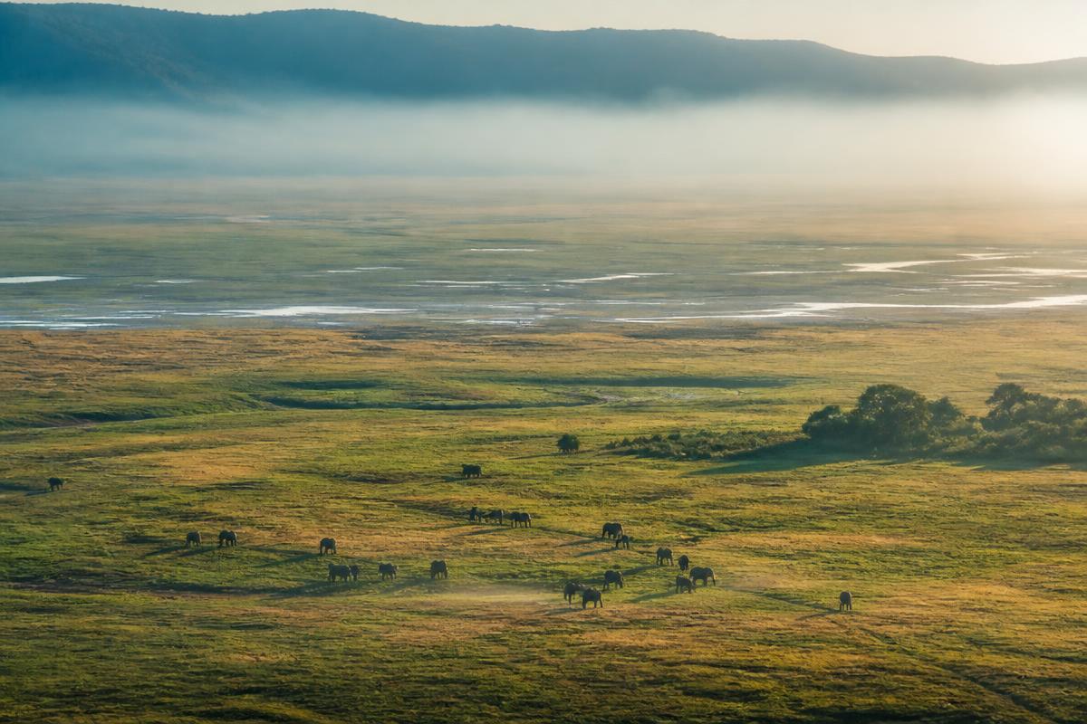 Aerial view of the Ngorongoro crater floor with elephants at dawn