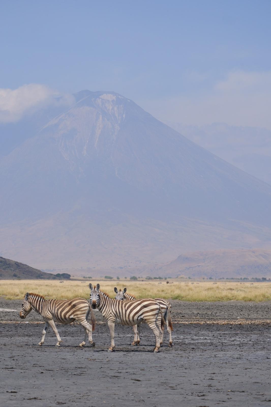 Ol Doinyo Lengai and zebras near Lake Natron, Tanzania