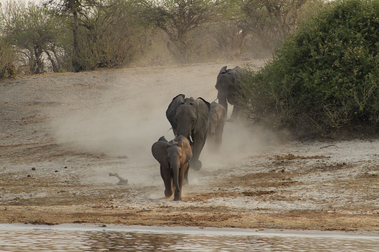 Boat safari on the Rufiji river at dusk with elephants crossing